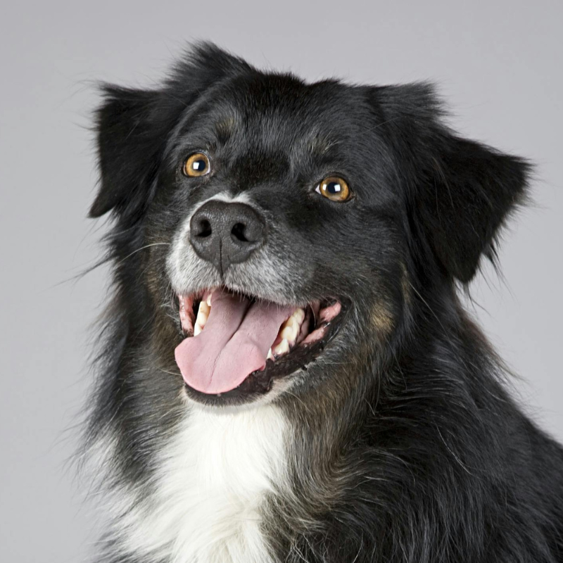 CHIEN