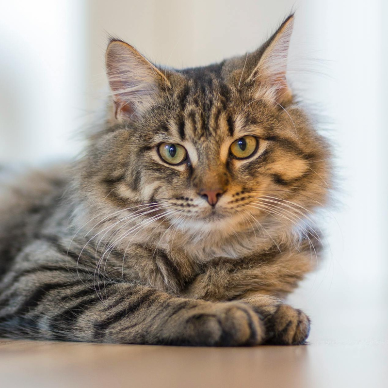 CHAT